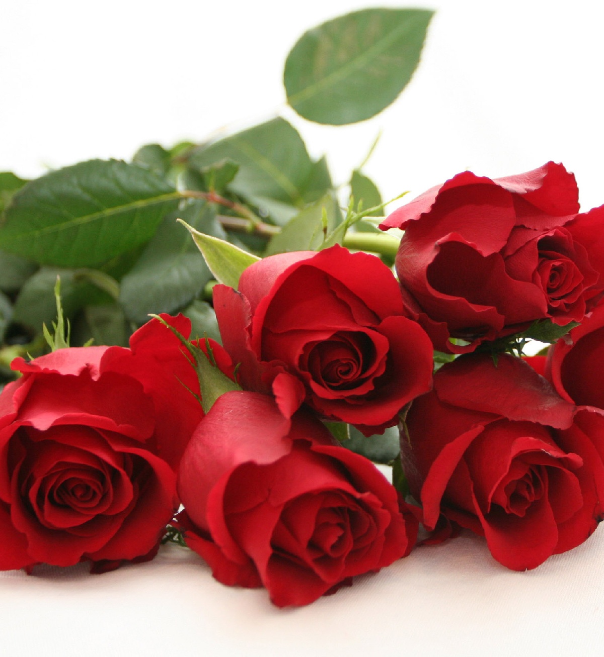 Gol Tv regala rosas a los enamorados