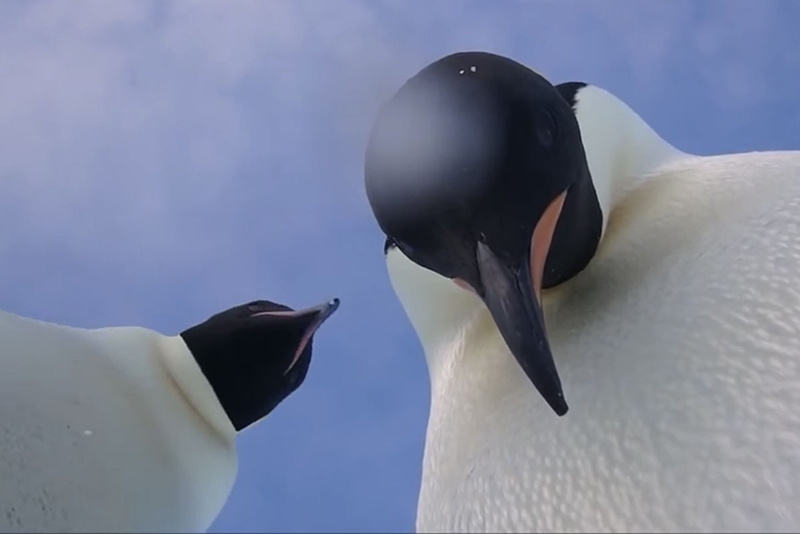Dos pingüinos se hacen un selfie sin querer y triunfan en las redes