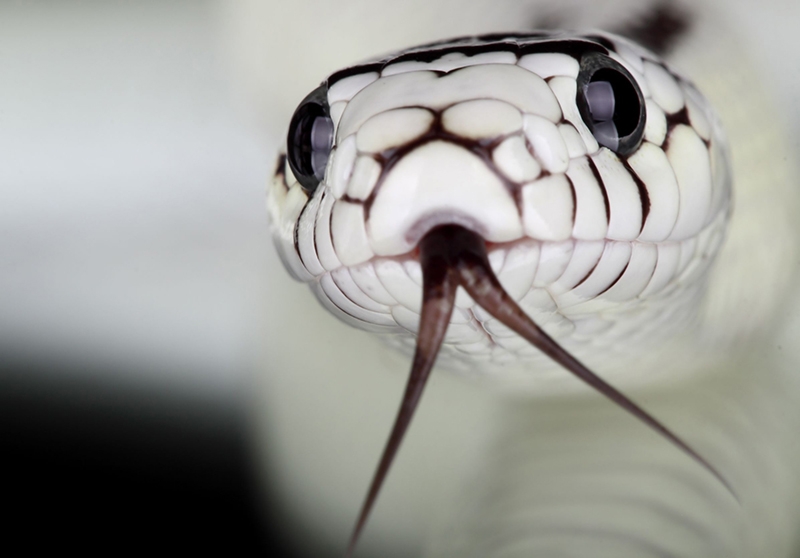 Un zoo te anima a poner el nombre de tu 'ex' a una serpiente
