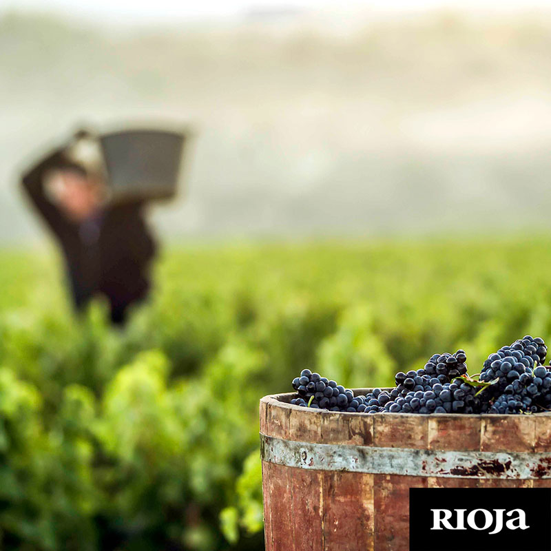 Rioja estrena una docuserie en tiempo real sobre la vendimia